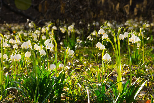 white snowdrop flowers blooming. fresh floral nature background. spring green season in forest