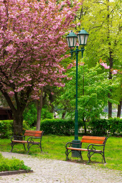 park in cherry blossom. beautiful urban scenery in spring. hanami season in ukraine