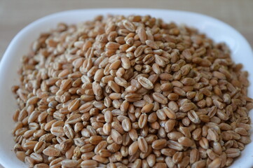 grains of wheat in a white bowl on a wooden kitchen table