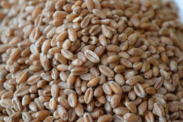 A pile of wheat grains from which white flour is produced by grinding