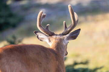 close up of a wild adult deer in a field