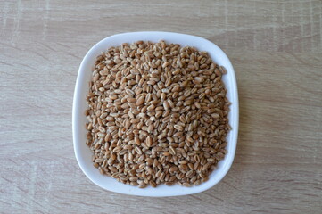 grains of wheat in a white bowl on a wooden kitchen table