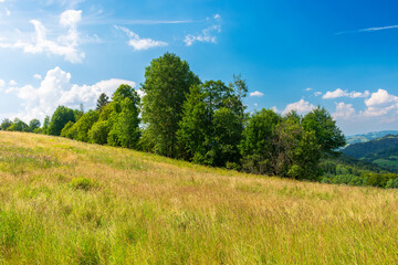 Fototapeta na wymiar trees on the grassy meadow in afternoon light. beautiful summer landscape of rural pastures in carpathian mountains. warm and sunny weather with fluffy clouds on the sky
