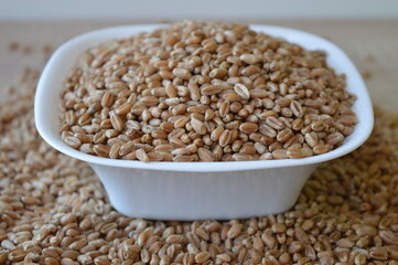 grains of wheat in a white bowl on a wooden kitchen table