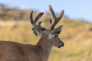 close up of a wild adult deer in a field