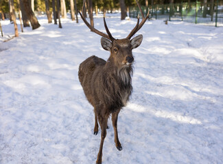 Naklejka na ściany i meble Deer in a hunting enclosure in Russia.