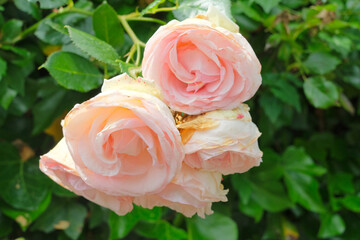 Fiori in un parco in una giornata di primavera.