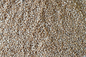 A large pile of freshly harvested wheat kernels, the raw material for flour production