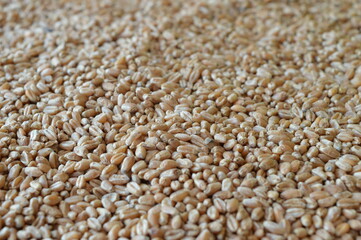 A pile of wheat grains