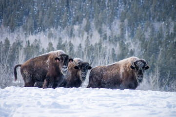 bison