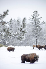 bison and elk