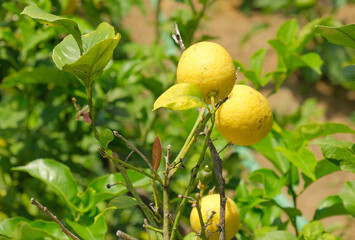 Frutti su un albero di limone.