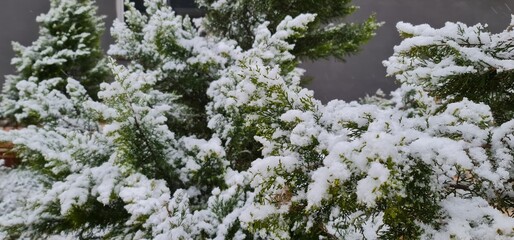 Snow Landscape, Snowfall, Snow and Greenery.