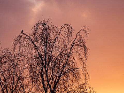 Zwei Vögel sitzen in einem Baum und trällern ein Lied in der Morgensonne