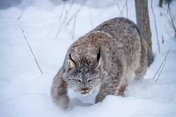 Fotobehang Lynx lynx  © oggy