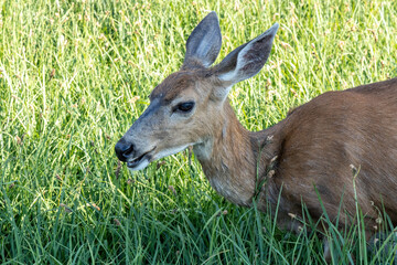 doe eating grass in golden sunlight in summer