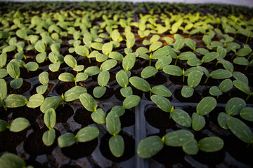  seedlings growing in spring organic bio gardening