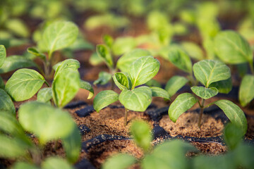  seedlings growing in spring organic bio gardening