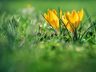 Fototapeten Gelbe Krokusse auf einer grünen Wiese © Manuela Ewers