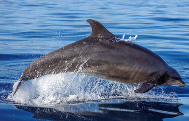 Fototapeta premium dolphin jumping out of water, bottlenose dolphin