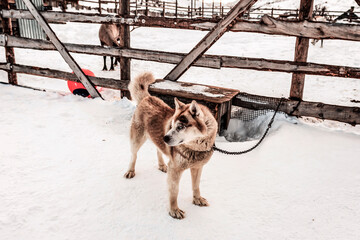 Ginger husky tied to a chain standing on a farm