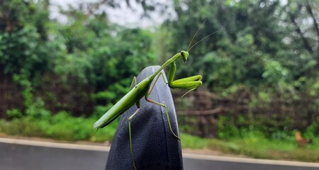 The European mantis is a large hemimetabolic insect in the family of the Mantidae, which is the...