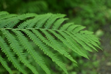 fern leaf