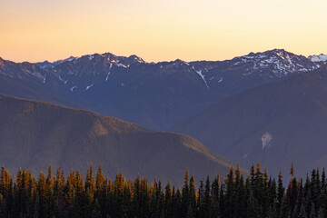 Obraz premium veiw overlooking a mountain range covered in a pine forest