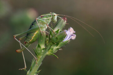 Green grasshopper ready to escape. 
A grasshopper with a long mustache sits on a Chicory plant with unopened flowers on a dark background.
