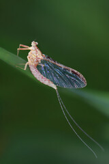 Macro of a small  mayfly resting on a blade of grass. 
Mayflies are characterized by a unique process for winged insects - molting of the winged form.
