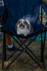 adorable little white grey bunny rabbit sitting in the camping chair, cute face looking in the camera