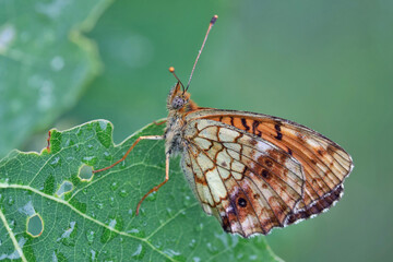 A butterfly (Argynnis) sits on a blade of grass covered with dew drops. 