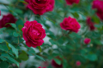 Red roses with buds on a background of a green bush. Bush of red roses is blooming in the summer.