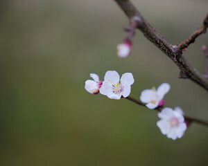 The shallow focus of Apricot buds on twigs with a blurry background