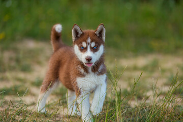 blue-eyed husky puppy walking in the park