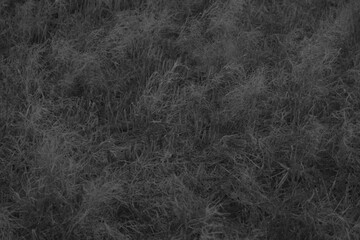 Black and white background. Dry field grass.