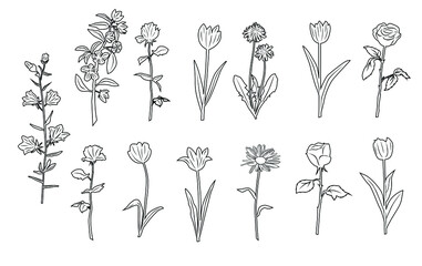 Silhouettes  floral branch and flowers. Hand drawing line, elegant flowers with leaves,  herb, linear sketch. Botanical trendy  style, vector,  black and white, isolated on white backgound