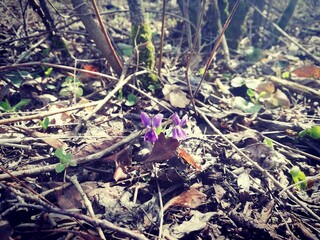 Fototapeta premium Violet on the ground, first flower in spring