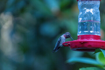 Fototapeta premium small pink throated hummingbird perched on red hummingbird feeder