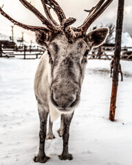 Reindeer is standing in the snow on the farm, close-up