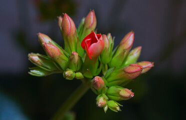 Macro image of flower buds