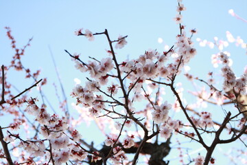梅