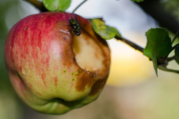 Ökologischer Obstbau. Schillernde Fliege an unbehandeltem Apfel. Naturbelassener Anbau.