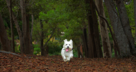 Happy cute westie running in the forest.
