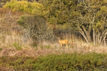 Naklejka na ściany i meble deer camouflaged in golden grass at tree line