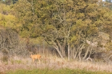 deer camouflaged in golden grass at the tree line