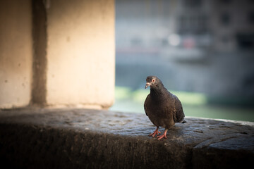 Pigeon captured near Arno river in Florence, Italy