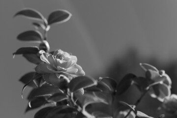 Camelia flowers in Boboli garden, Florence - Italy