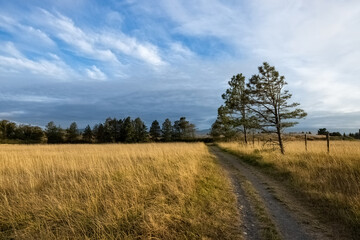 path through wide golden grassy hills with forest and clouds