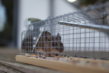 Maus sitzt in der Falle